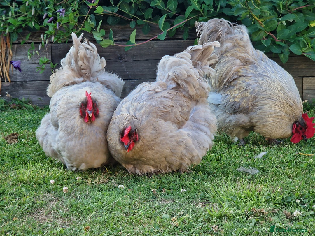 Chickens poultry for sale: Orpington Groups available - Image 8