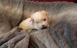 Maltese dogs for sale: Beautiful Small Size Maltese ONLY TWO PUPPIES LEFT - Image 10