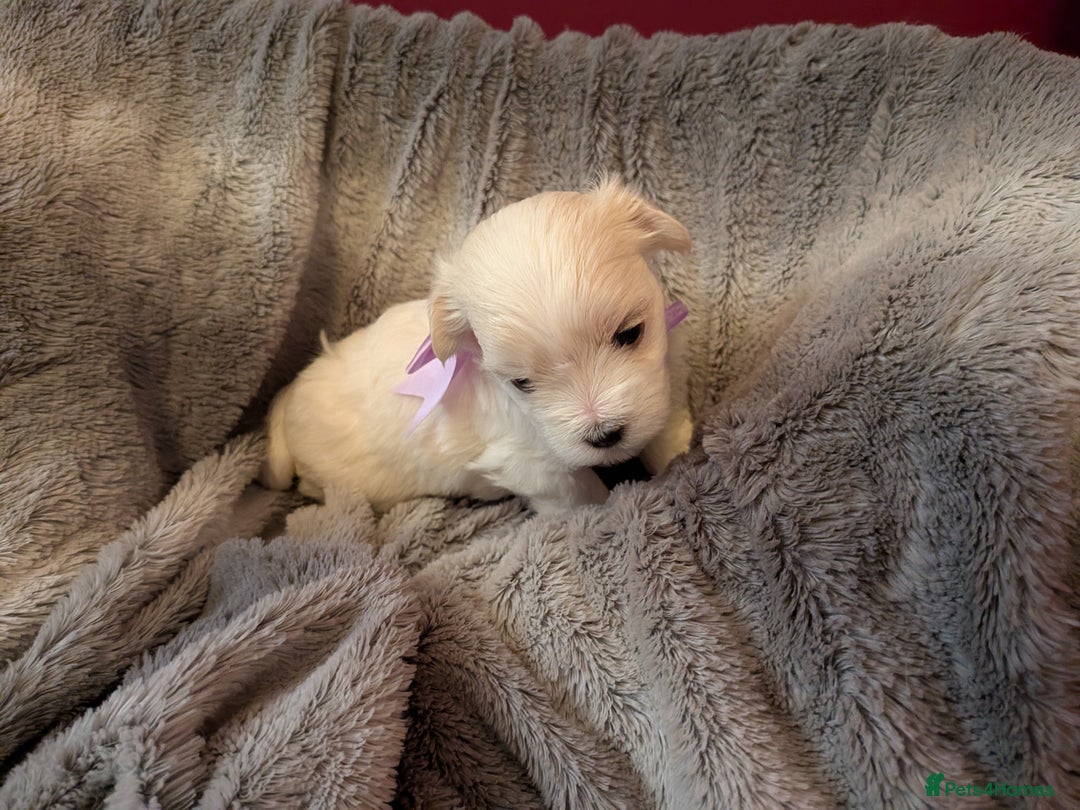Maltese dogs for sale: Beautiful Small Size Maltese ONLY TWO PUPPIES LEFT - Image 10