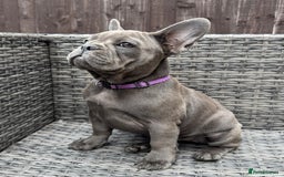 French Bulldog dogs for sale: French Bulldog Puppies with 3 Vaccines Included in Walton-on-Thames - Image 29