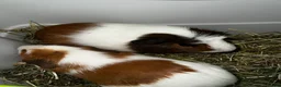 Guinea Pig rodents for sale: 2 female guinea pigs - Advert 5