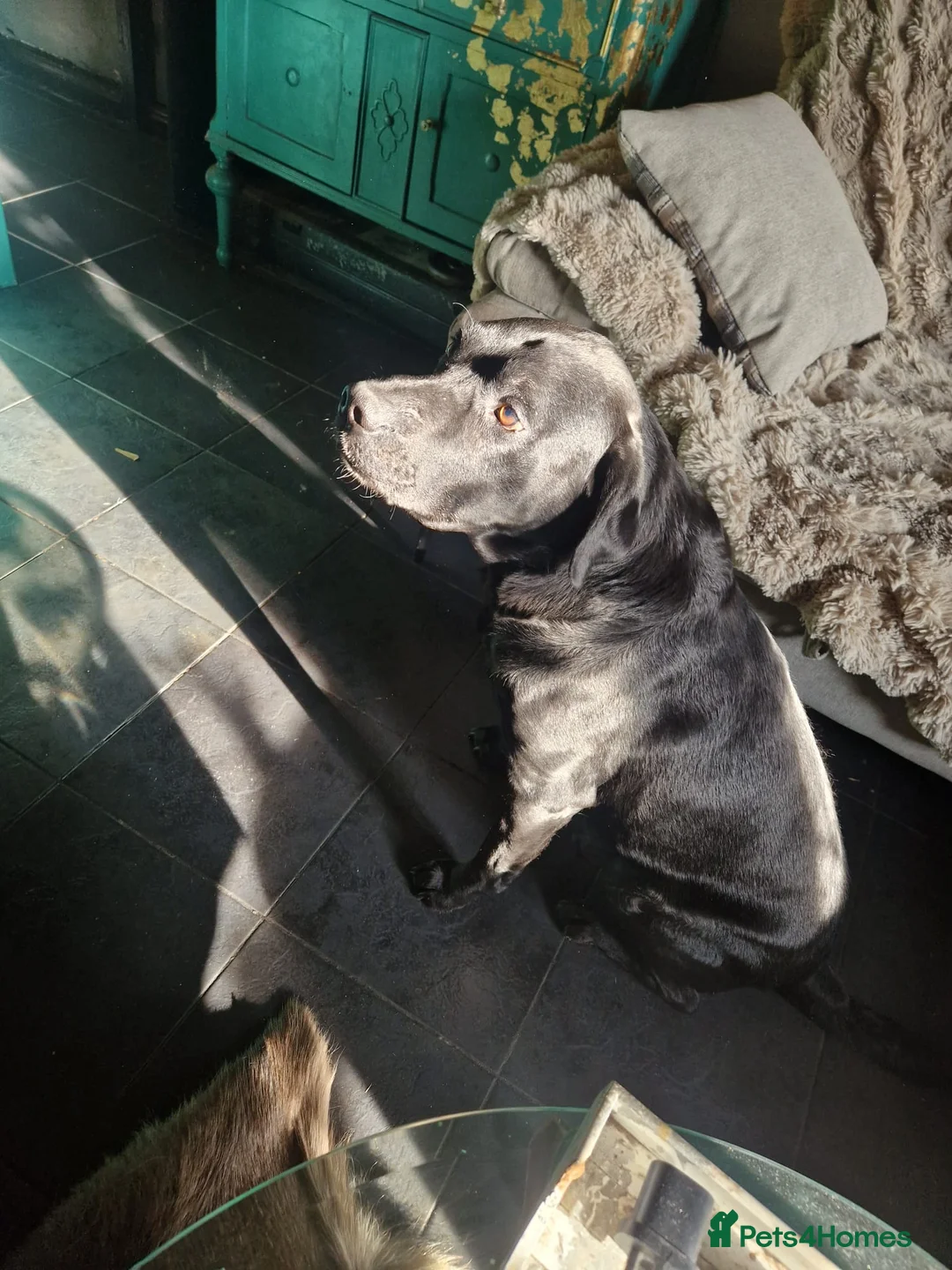 Mixed Breed dogs for sale: Staffrador in Accrington - Advert 9