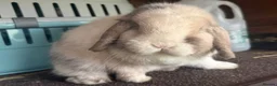 Mini Lop rabbits for sale: Black sabled magpie mini lop buck/boy - Advert 9