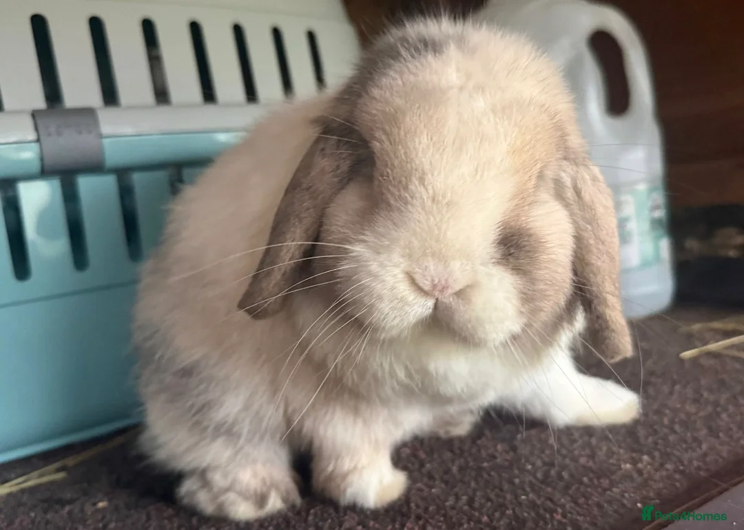 Mini Lop rabbits for sale: Black sabled magpie mini lop buck/boy - Advert 9