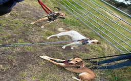 Mixed Breed dogs for adoption: Meet Barney, currently residing in Cheshire  in Nantwich - Image 8