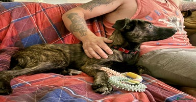 Mixed Breed dogs - Advert 2