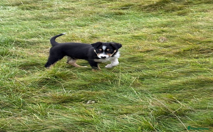 Border Collie dogs - Advert 13