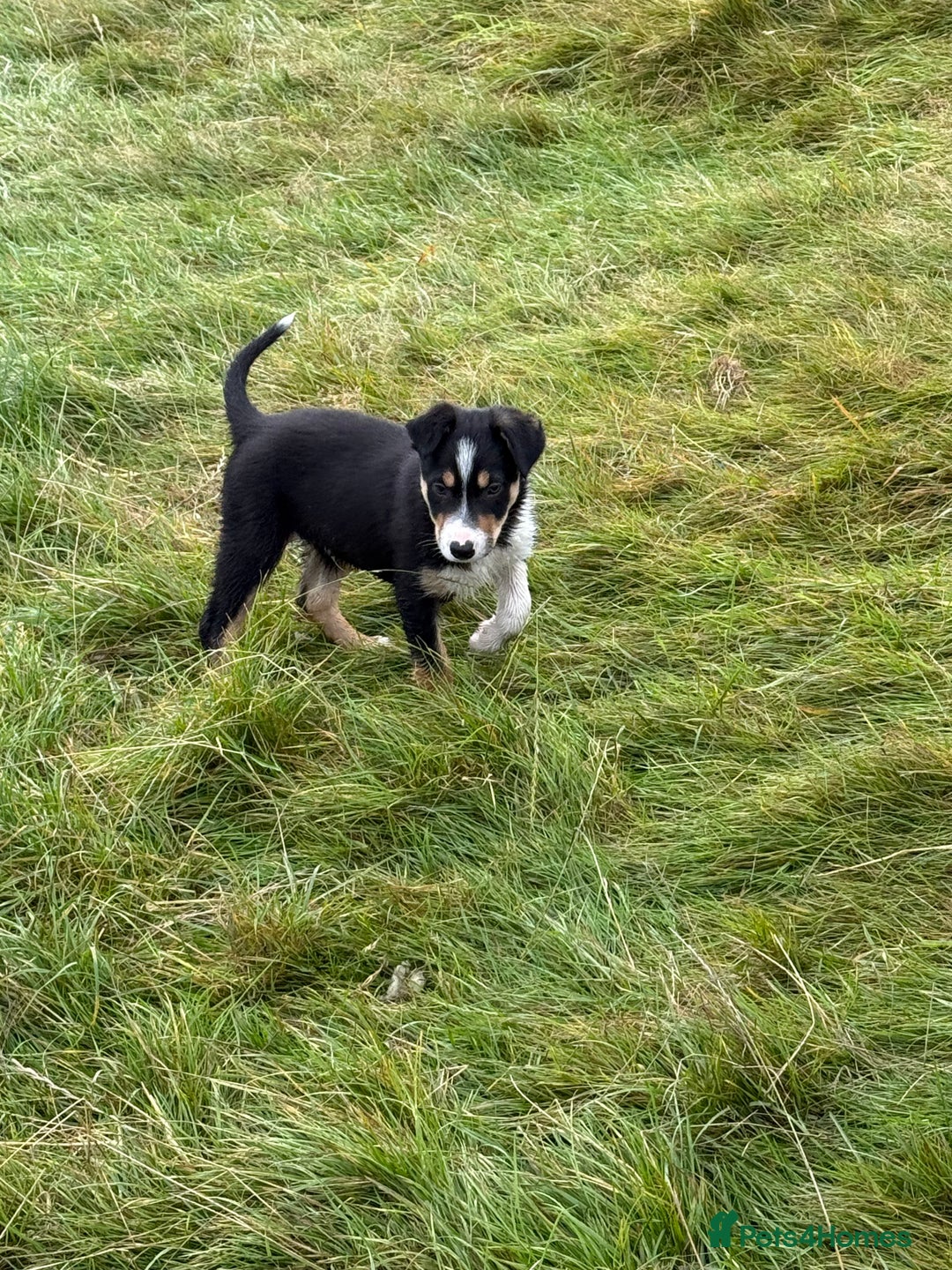 Border Collie dogs for sale: Gorgeous collie puppies  - Image 1