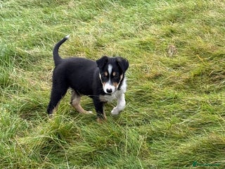 Border Collie dogs - Advert 36