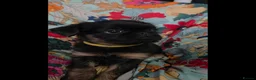 Griffon Bruxellois dogs for sale: Stunning Griffon Bruxellois puppies KC registered - Advert 4