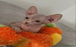 Sphynx cats for sale: 3 adorable Sphynx looking for their forever home  - Image 2