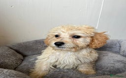 Cavachon dogs for sale: Cavapoochon 3 boys - Image 10