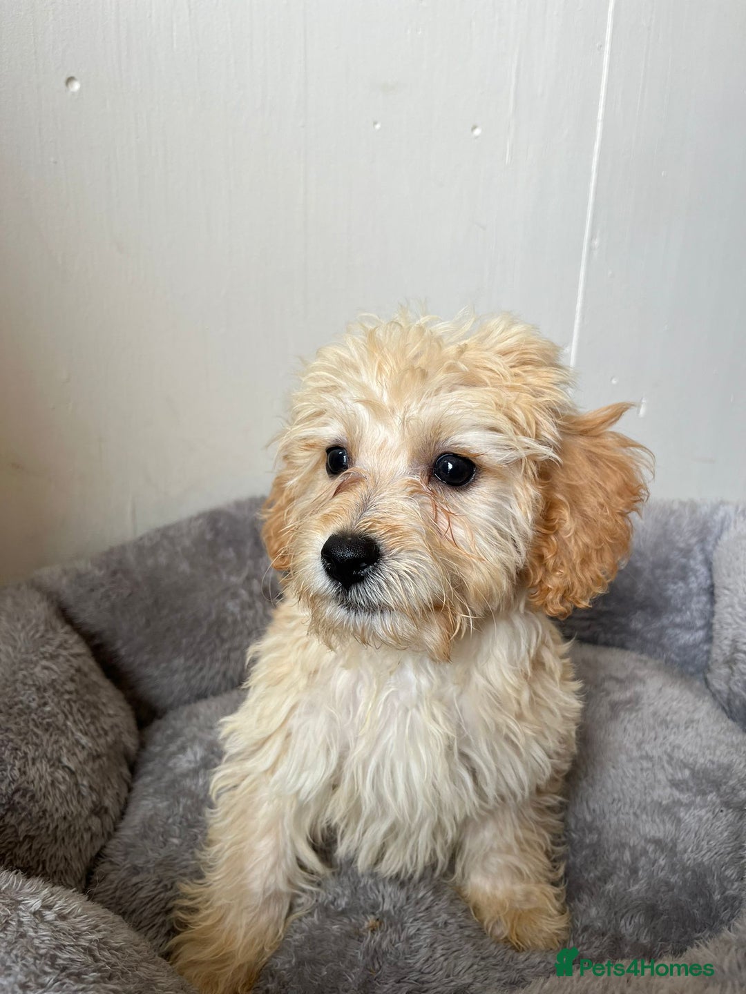 Cavachon dogs for sale: Cavapoochon 3 boys - Image 10