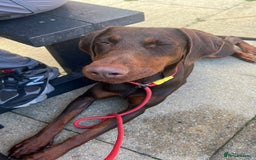 Dobermann dogs for sale: Champion Bloodline Dobermann female  - Image 5