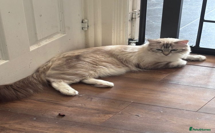 Ragdoll cats - Advert 1