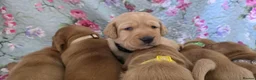Labrador Retriever dogs for sale: Little Labradors, Ready for Their Next Adventure in Derby - Advert 25