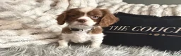 Cavalier King Charles Spaniel dogs for sale: KC REG EXCEPTIONAL EXTENSIVELY HEALTH TESTD PUPS  - Advert 13