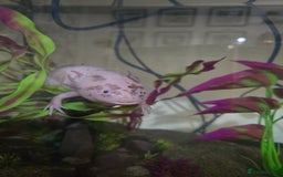 Axolotl reptiles for sale: Male Axolotl looking for a new home - Advert 3