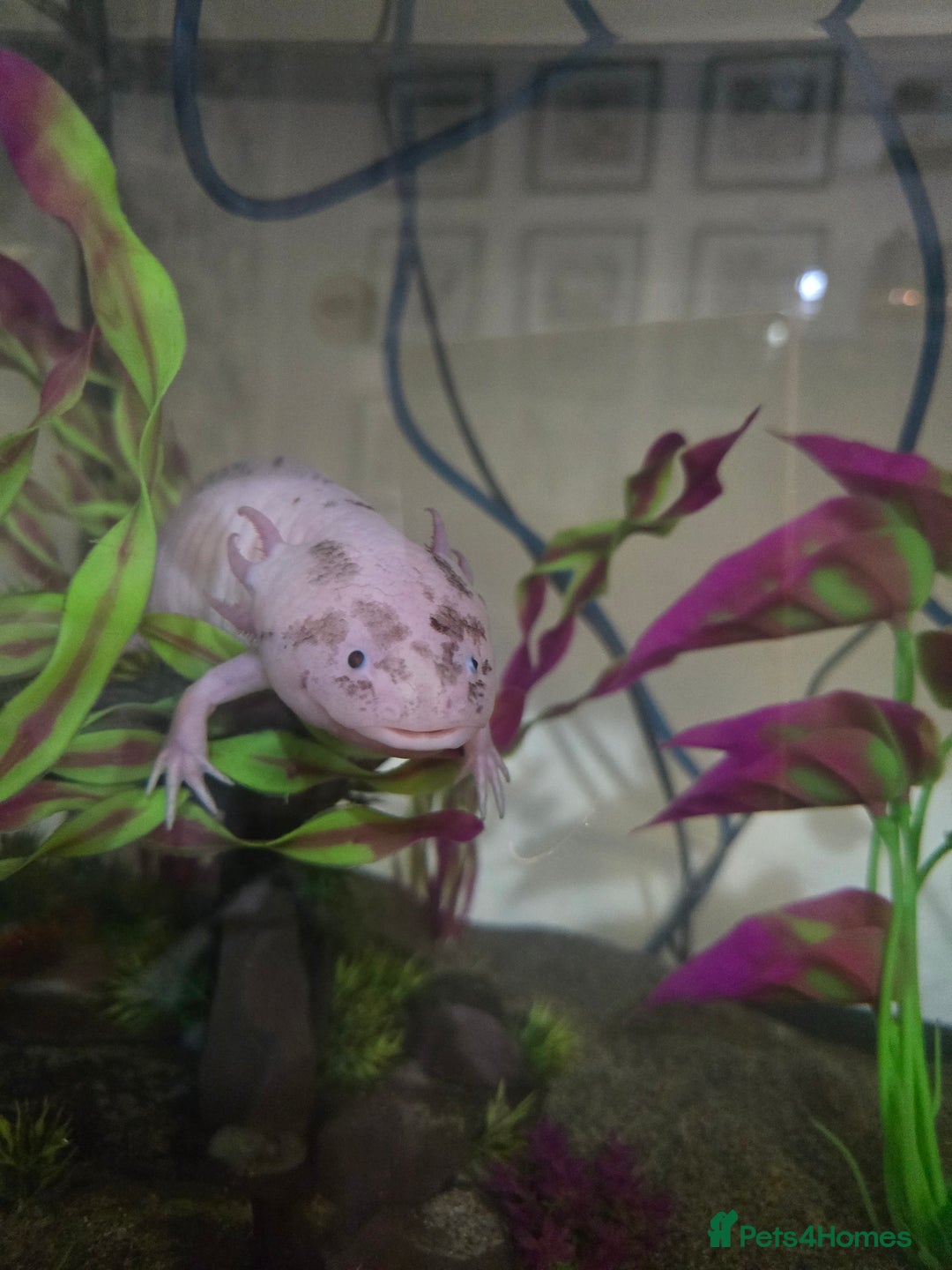 Axolotl reptiles for sale: Male Axolotl looking for a new home - Advert 3