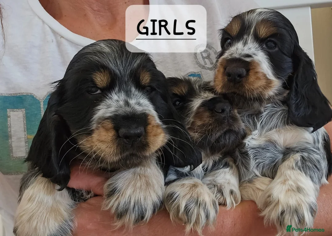 Cocker Spaniel dogs for stud: KC REG SHOW COCKER SPANIEL STUD in Gosport - Advert 11