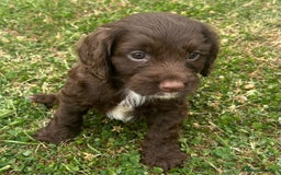 Cockapoo dogs for sale: Stunning F1b petite Cockerpoos.  - Image 9