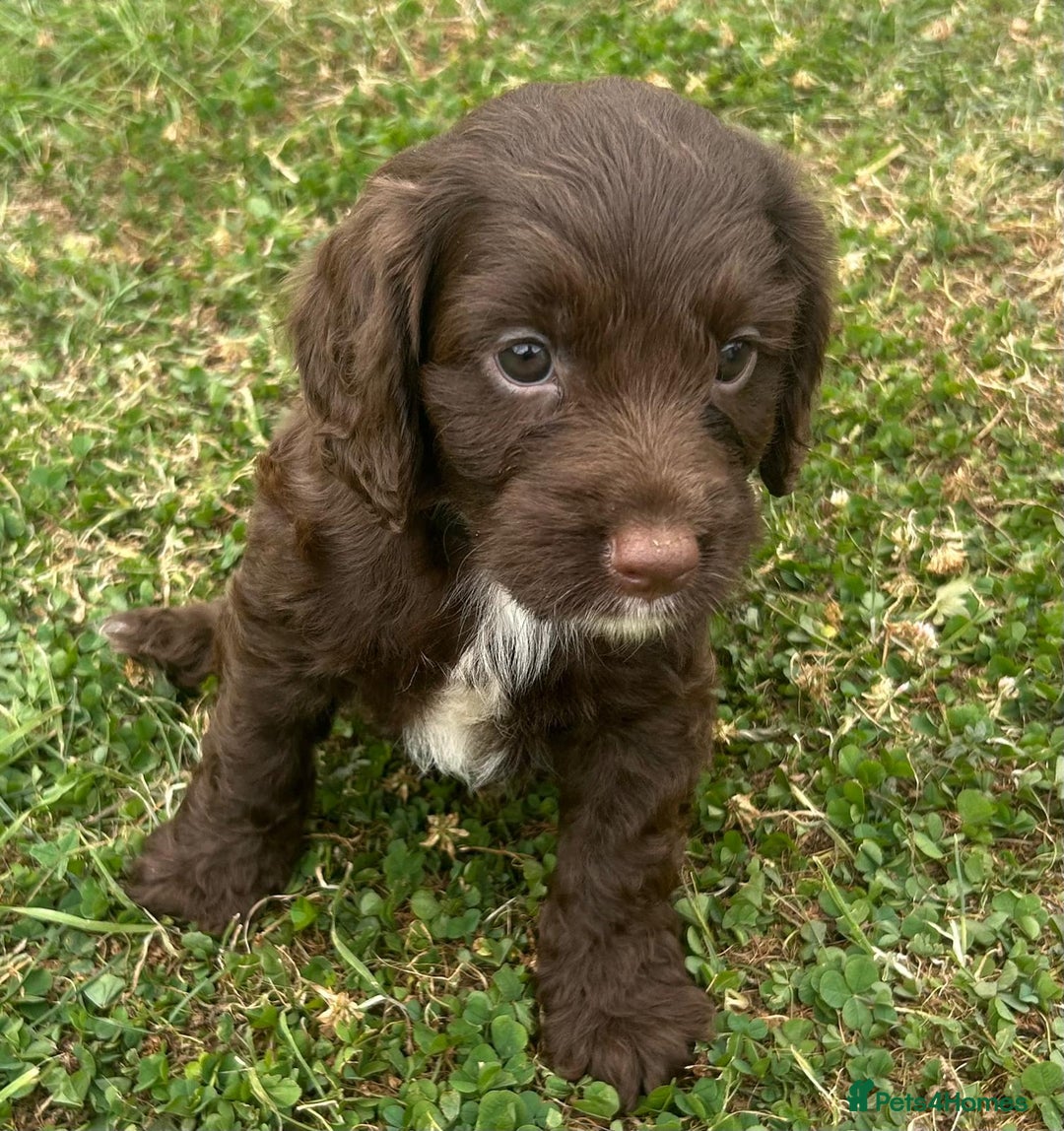 Cockapoo dogs for sale: Stunning F1b petite Cockerpoos.  - Image 9