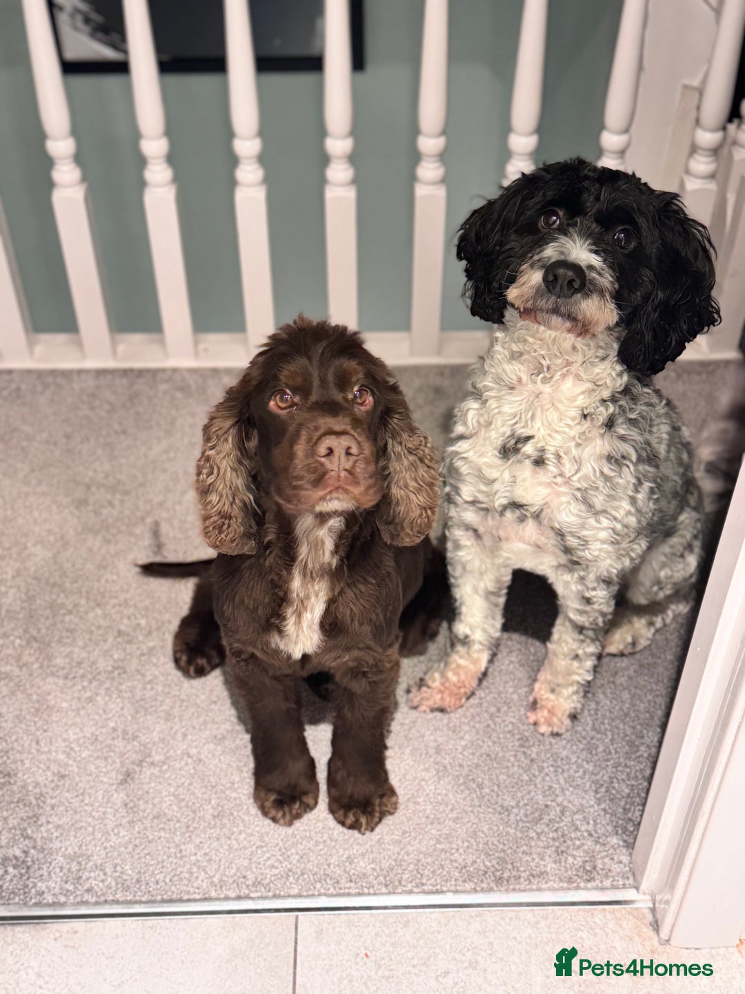 Cocker Spaniel dogs for sale: 5 year old show cocker - Advert 6