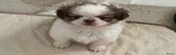 Shih Tzu dogs for sale: Imperial Shih Tzu puppies  - Advert 8