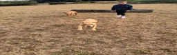 Labrador Retriever dogs for sale: Gorgeous 7 year old Labrador - Advert 5