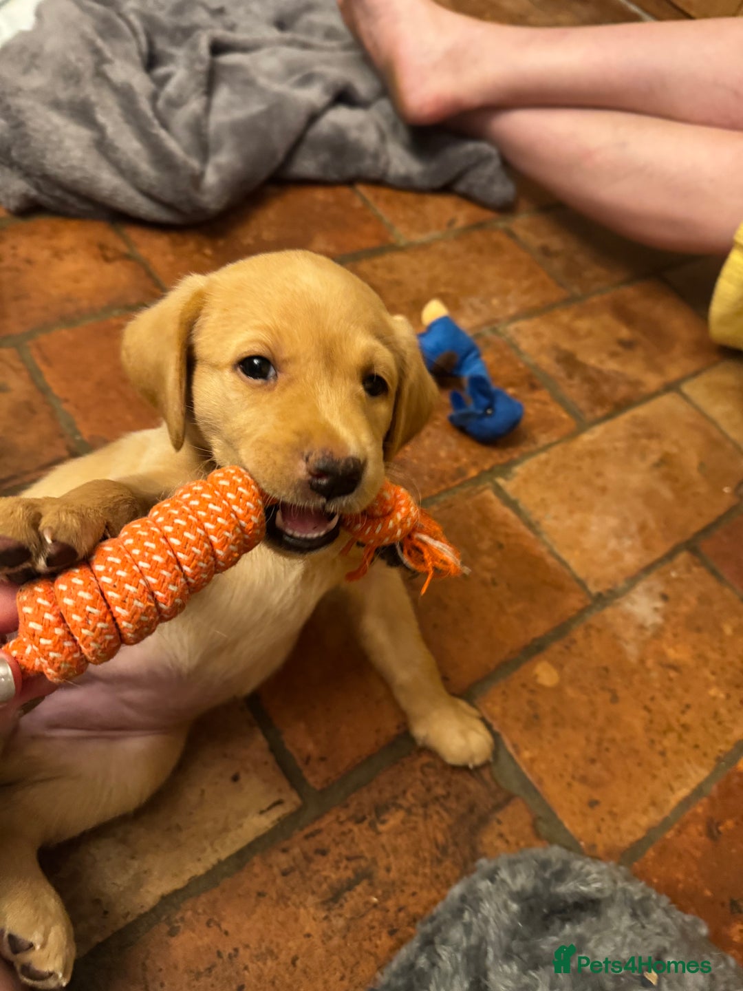 Labrador Retriever dogs for sale: 6 Pedigree Fox Red Labrador Puppies - Image 33