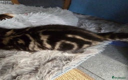Mixed Breed cats for sale: Premium mixed breed kittens - Image 14