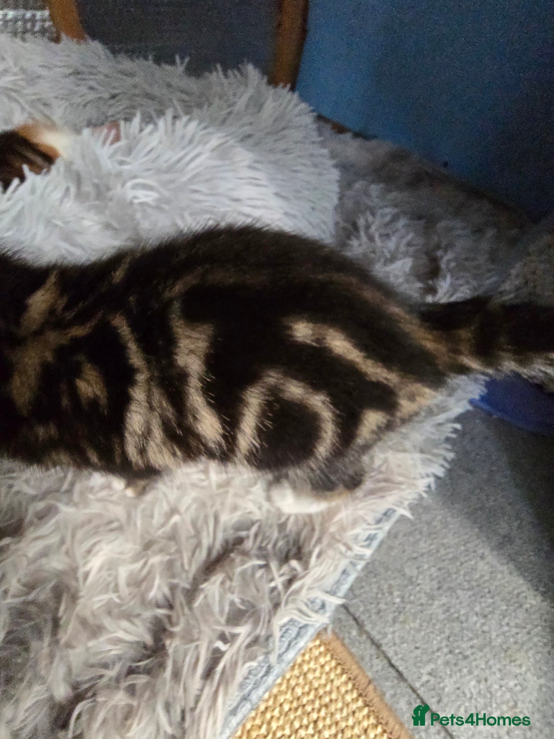Mixed Breed cats for sale: Premium mixed breed kittens - Image 14