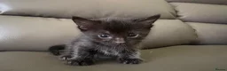 Mixed Breed cats for sale: Available Now - 2 Ginger & 1 Black Kitten - Advert 33