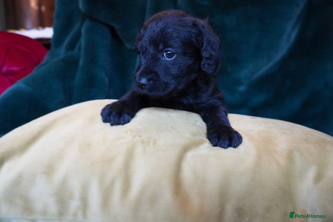 Mixed Breed dogs for sale: Schnockerpoo puppies - Advert 4