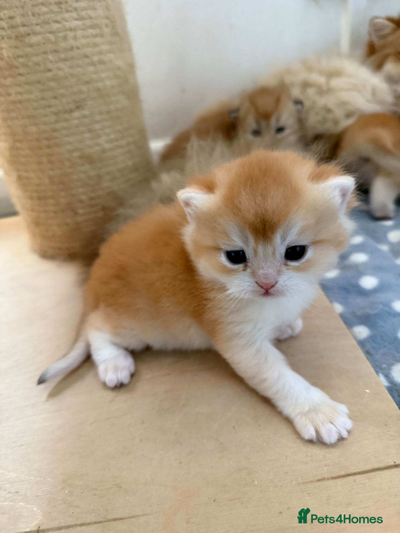 British Shorthair cats GCCF reg Chocolate and Black Golden Kittens - Advert 1