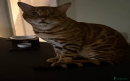 Bengal cats for sale: Male Bengal  - Image 4