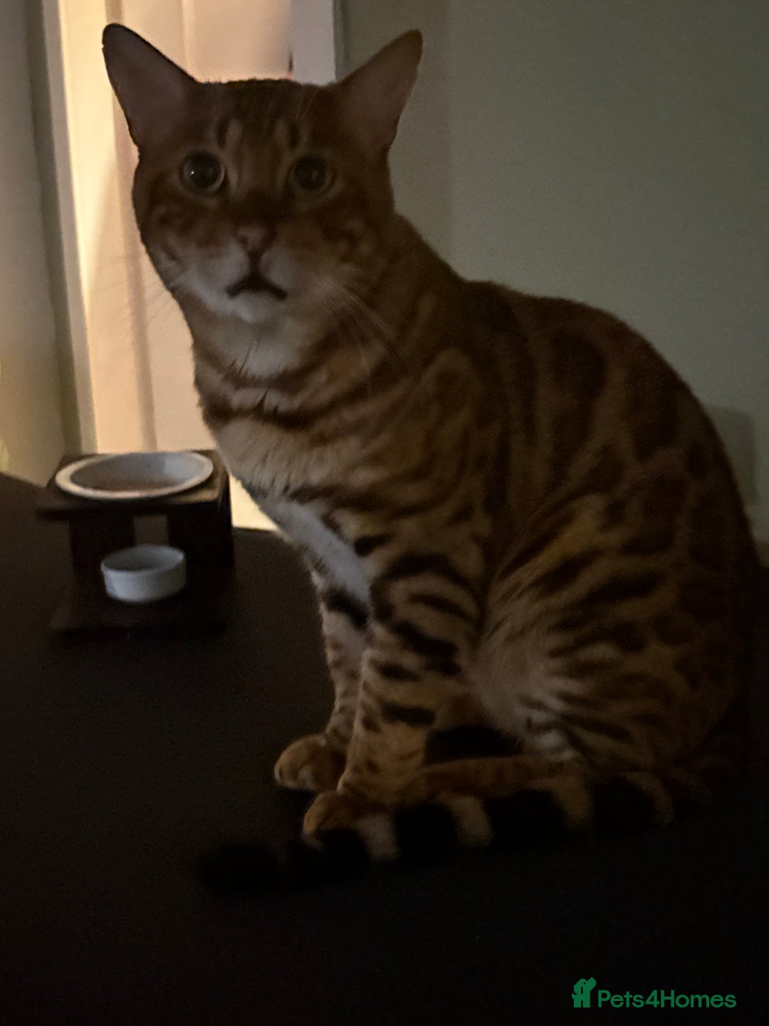 Bengal cats for sale: Male Bengal  - Image 4