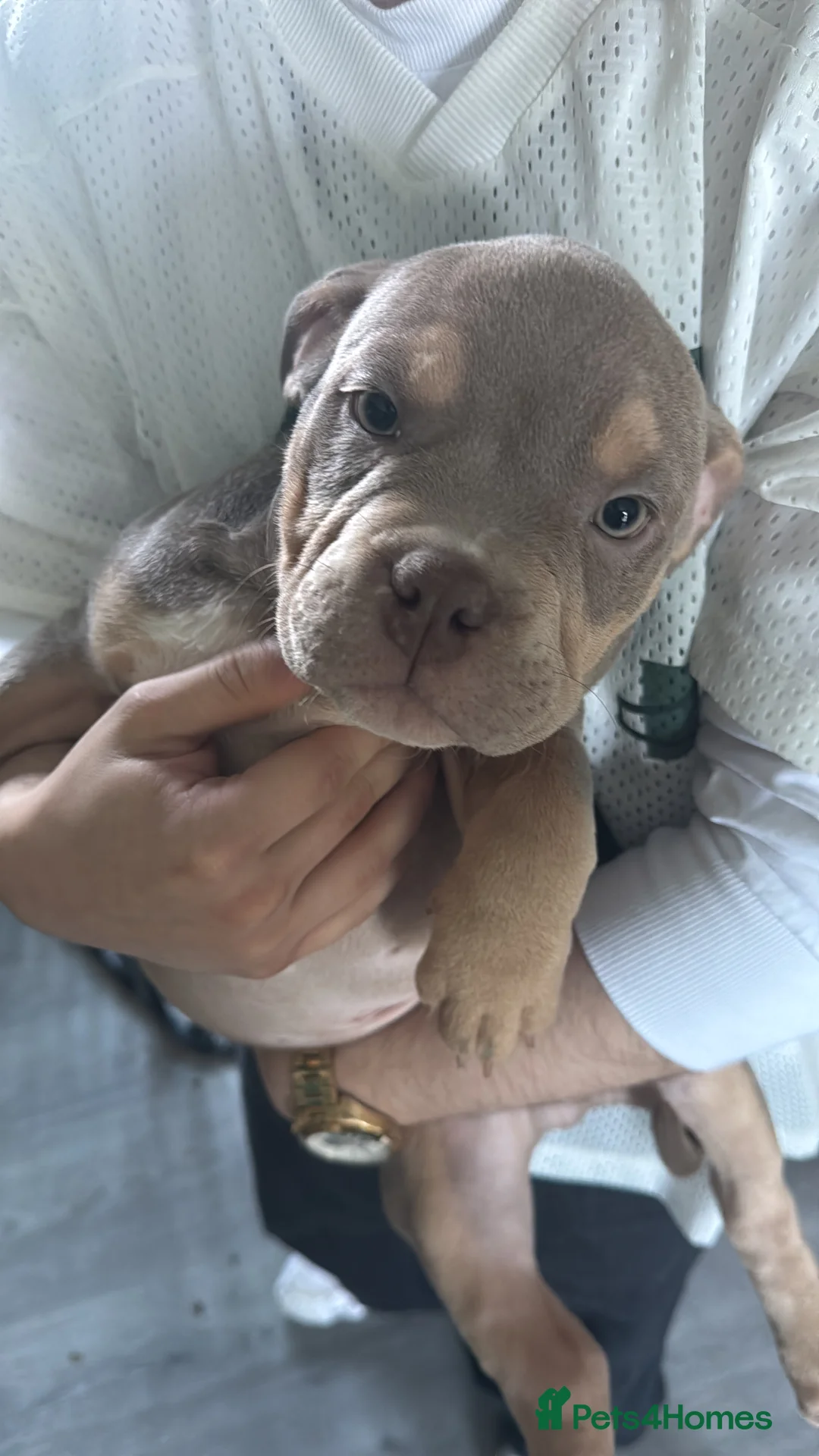 American Bully dogs for sale: Stunning pocket bully pups ABKC registered - Advert 2