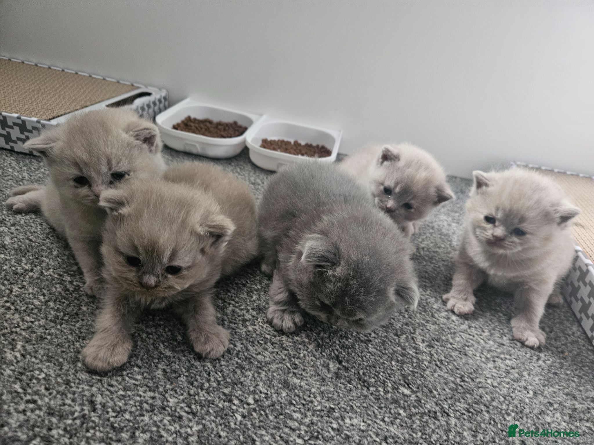 British Shorthair cats  British shorthair  - Advert 2