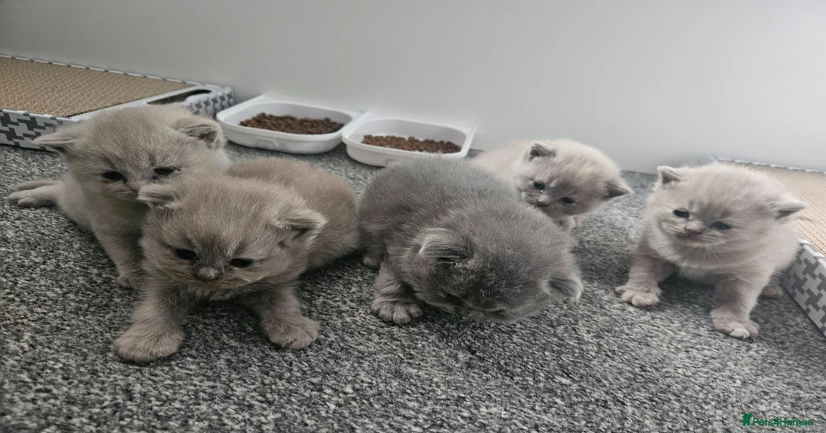 kittens-for-sale-pets4homes