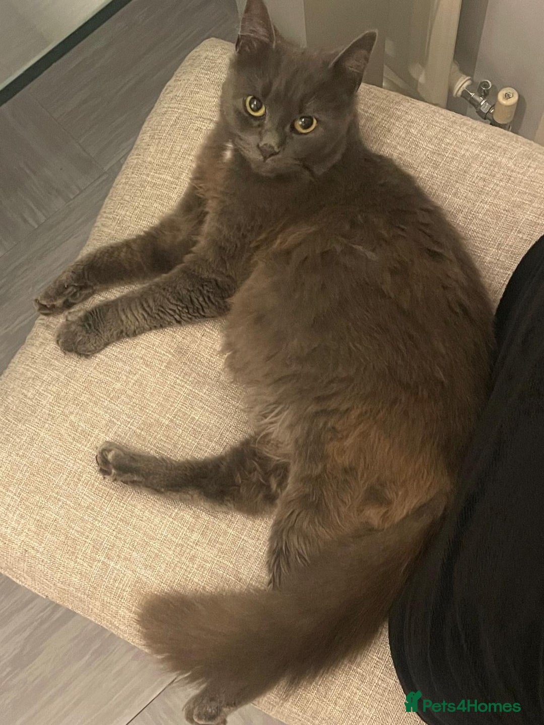 Mixed Breed cats for sale: Kittens  - Advert 10