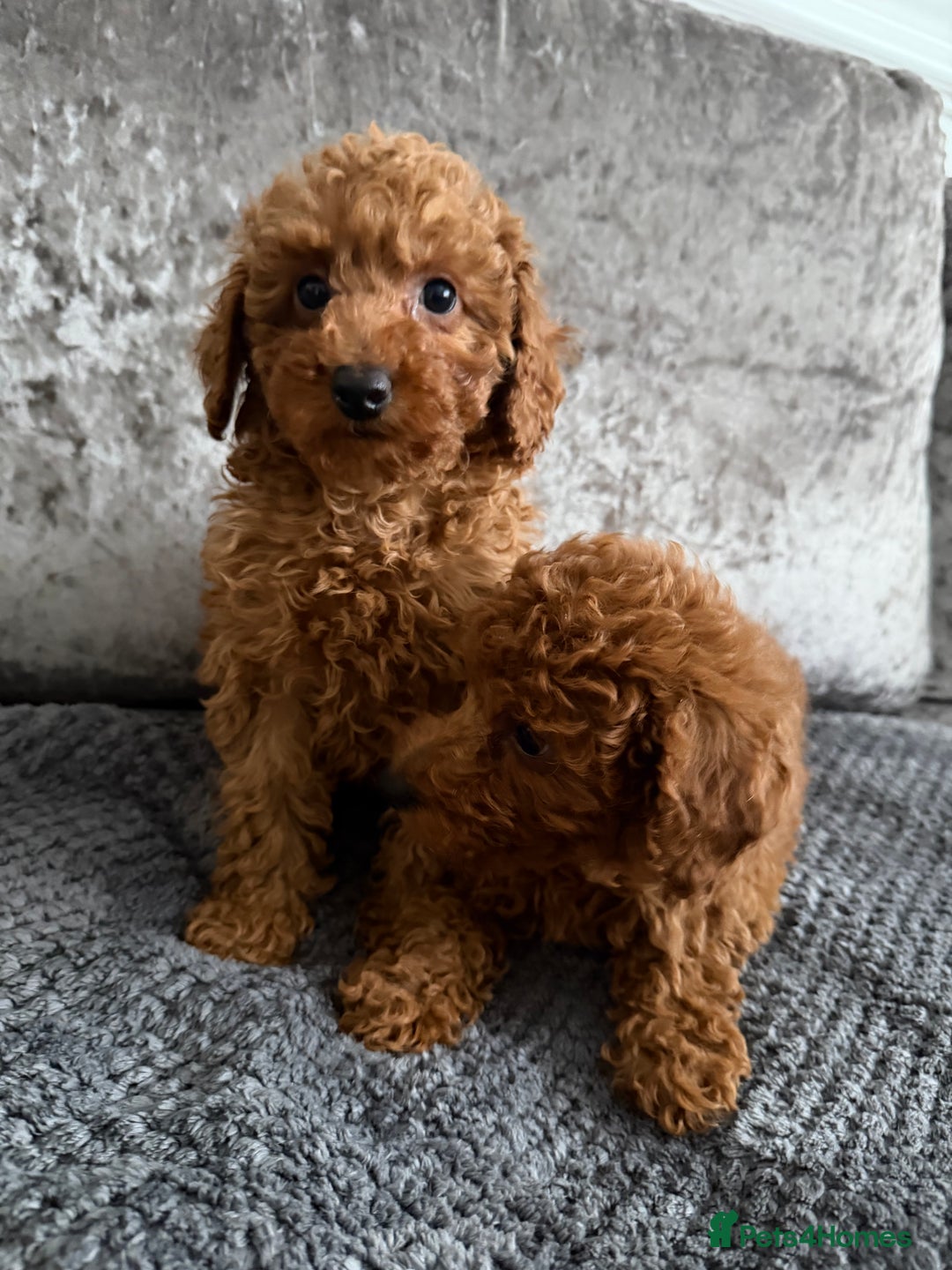 Toy Poodle dogs for sale: TOY POODLE PUPS   - Advert 1