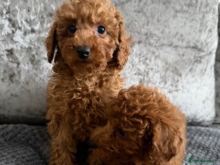 Toy Poodle dogs TOY POODLE PUPS - Advert 7