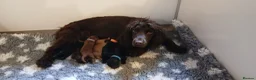 Cocker Spaniel dogs for sale: Kc Reg health tested working cocker spaniels  - Advert 25