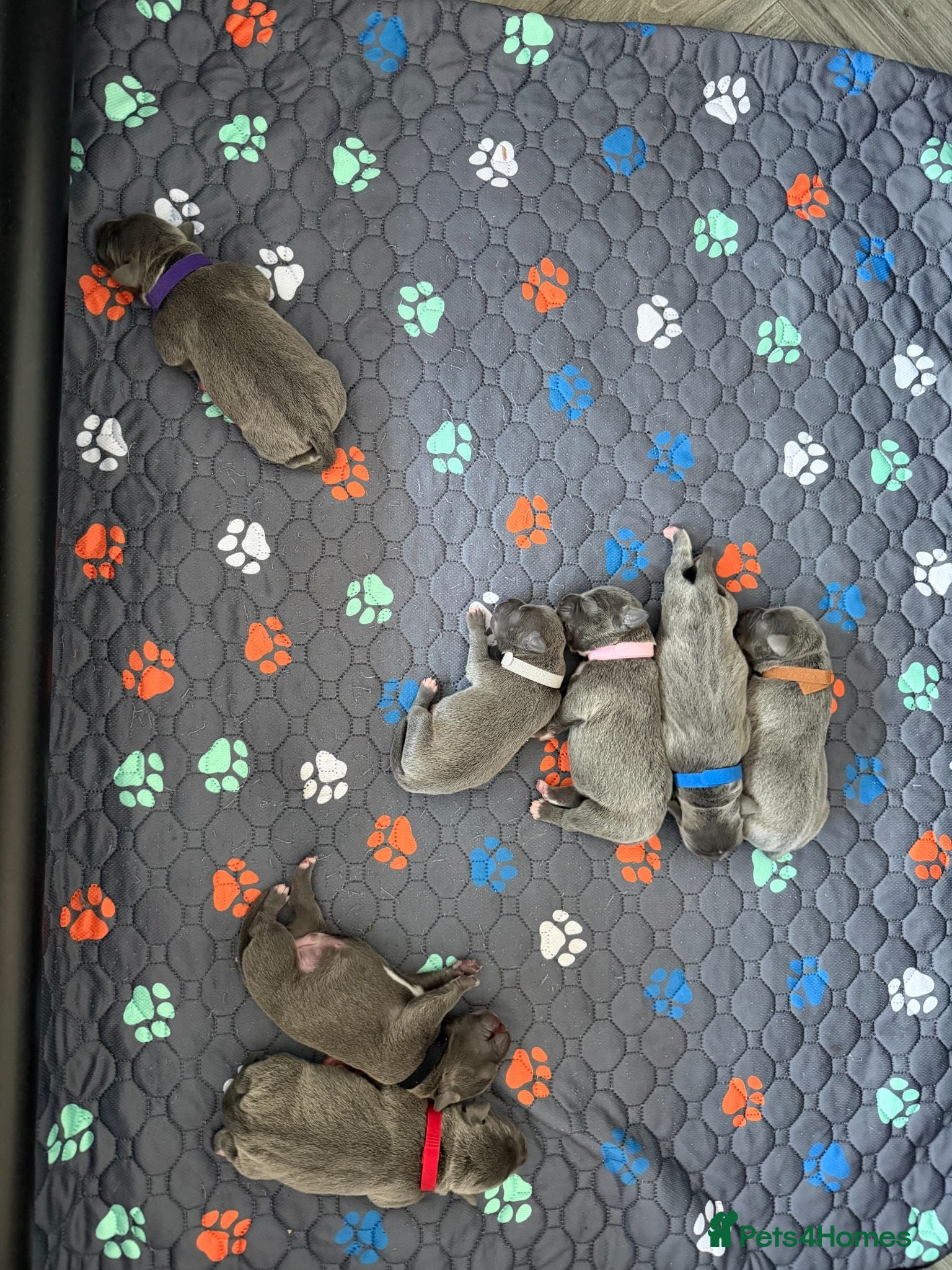 Staffordshire Bull Terrier dogs Blue Staffordshire Bull Terrier Pups Family Raised - Advert 2