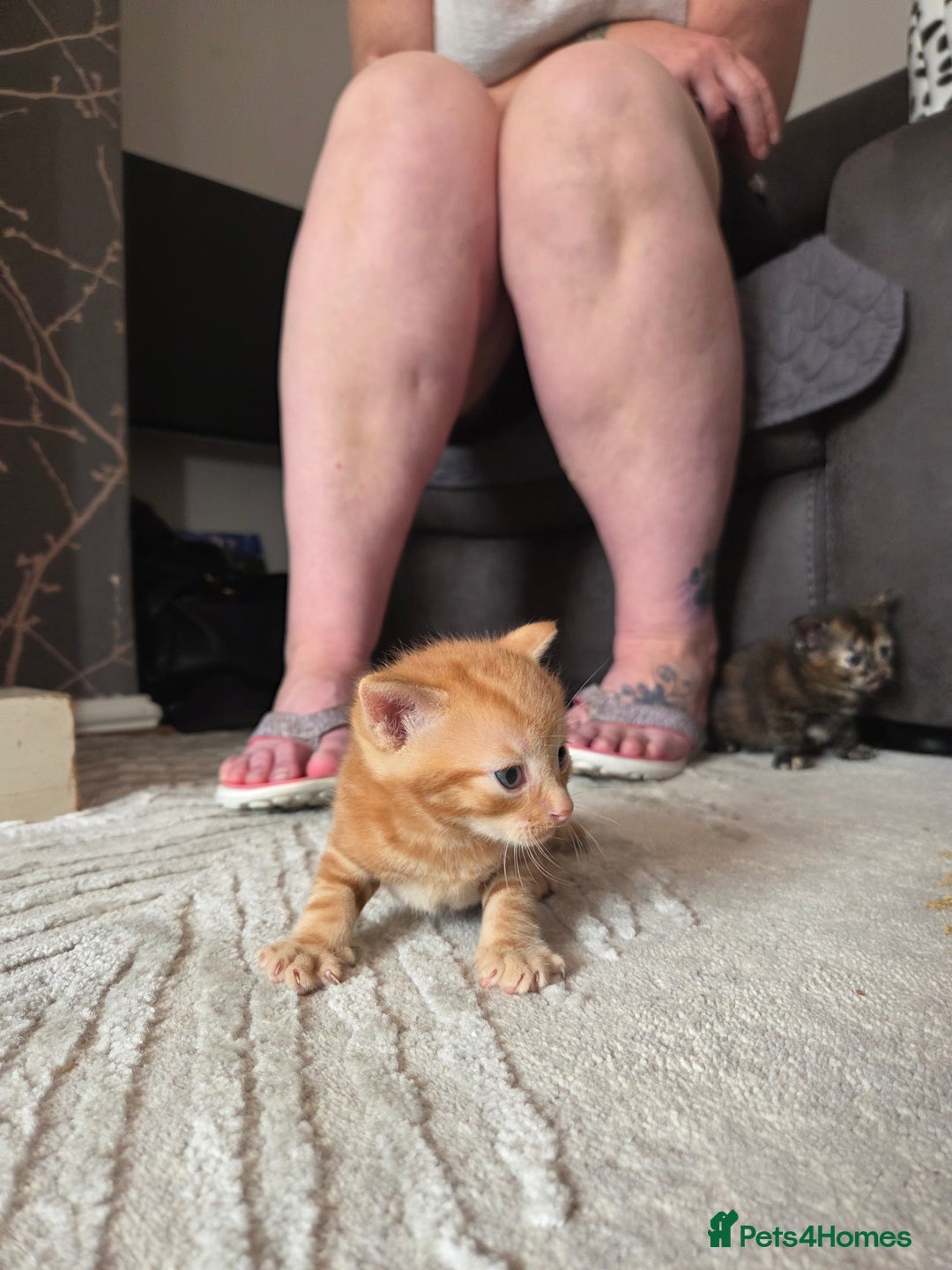 British Shorthair cats for sale: 4 beautiful mixed colour - Image 12