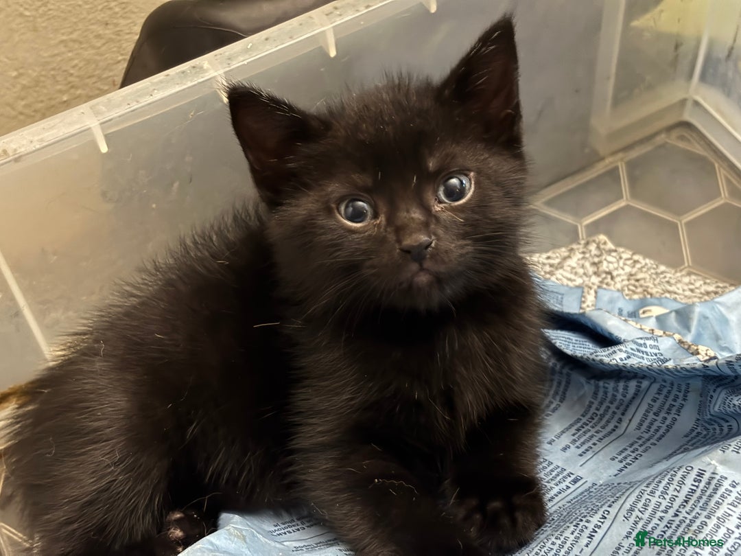 Mixed Breed cats for sale: Adorable Fluffy Kittens - Advert 37