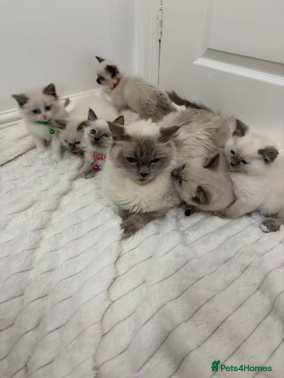 Ragdoll cats Ragdoll cat - Advert 3