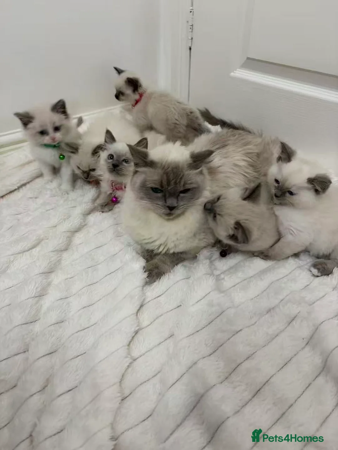 Ragdoll cats for sale: Ragdoll cat in Liverpool - Advert 1