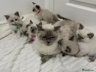 Ragdoll cats Ragdoll cat - Advert 1